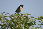 common stonechat