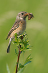 common stonechat