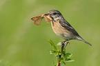 common stonechat