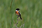 common stonechat