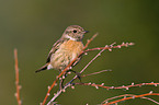 common stonechat