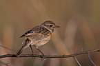 common stonechat