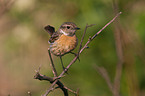 common stonechat