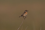 common stonechat