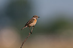 common stonechat