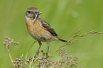 common stonechat