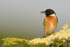 common stonechat