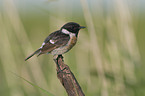 common stonechat