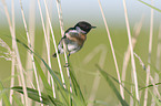 common stonechat