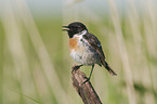 common stonechat