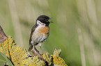 common stonechat