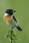 common stonechat