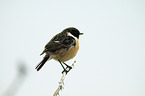 european stonechat