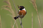 stonechat