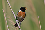 stonechat