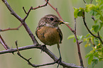 stonechat