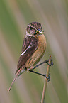 stonechat