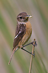 stonechat