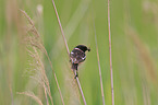 stonechat