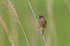 stonechat