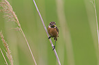 stonechat