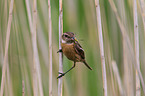 stonechat