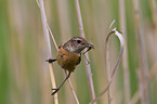 stonechat