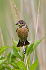 stonechat