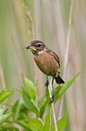 stonechat