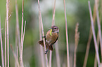 stonechat