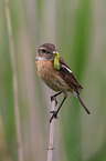 stonechat