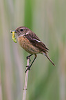 stonechat