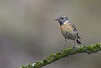 common stonechat