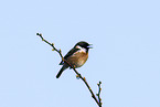 common stonechat