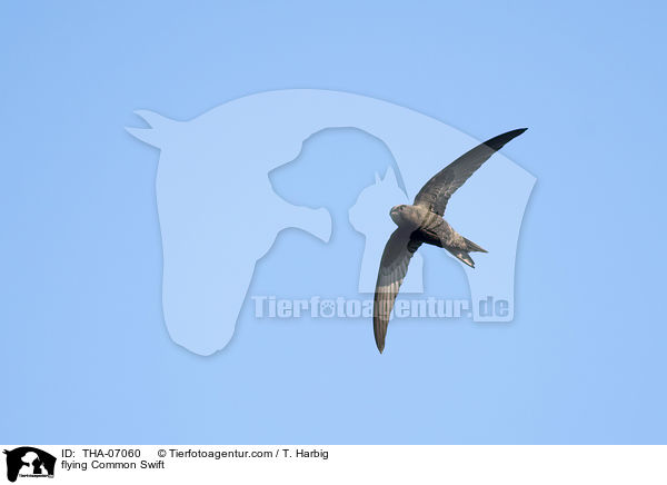 flying Common Swift / THA-07060