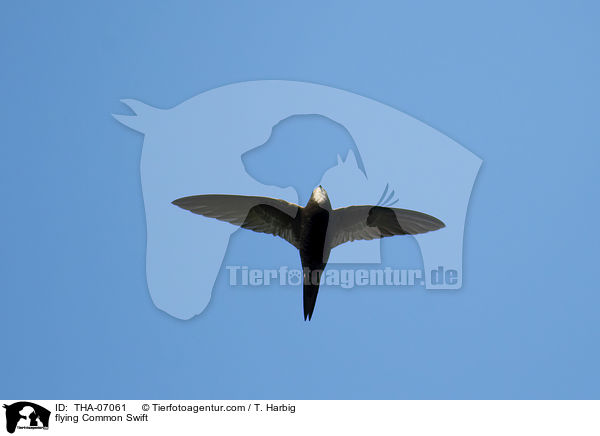 flying Common Swift / THA-07061