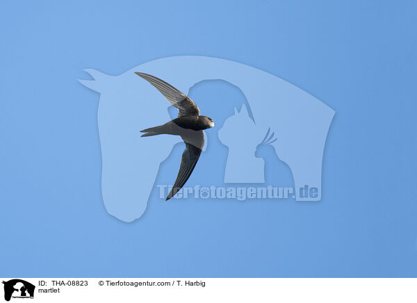 Mauersegler / martlet / THA-08823
