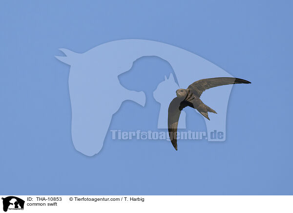 common swift / THA-10853