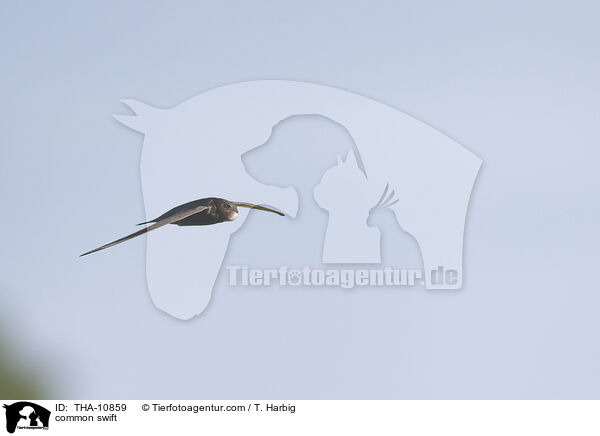 common swift / THA-10859