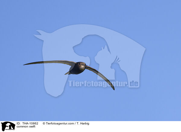 common swift / THA-10862