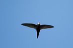 flying Common Swift