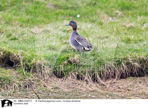 common teal / MBS-05673