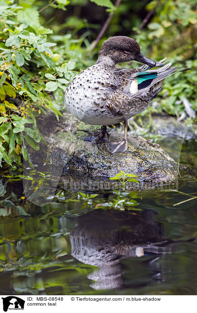 common teal / MBS-08548
