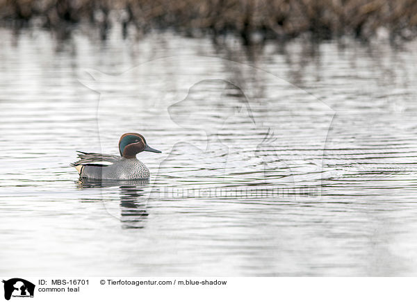 common teal / MBS-16701