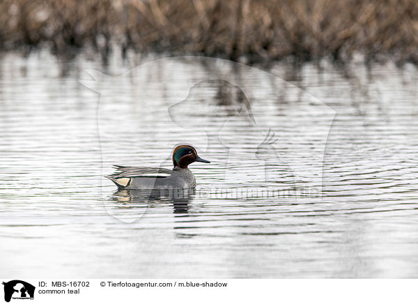 common teal / MBS-16702