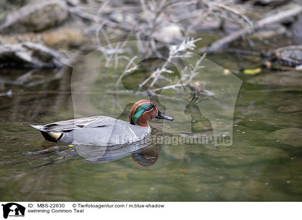 schwimmende Krickente / swimming Common Teal / MBS-22630