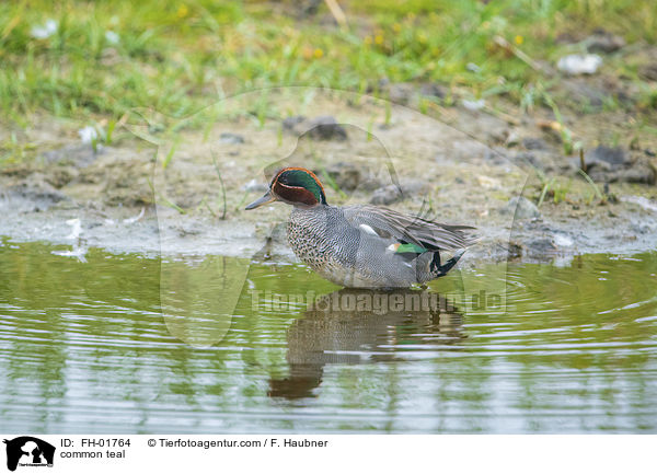 common teal / FH-01764