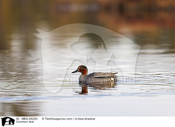 Common teal / MBS-26293