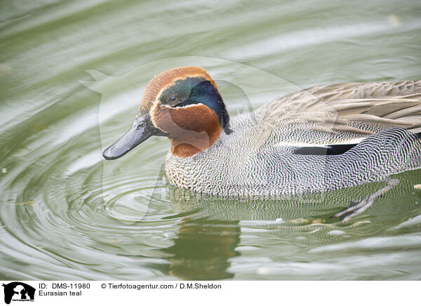 Krickente / Eurasian teal / DMS-11980