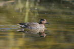 common teal